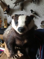 Tierpräparat dachs jagd gebraucht kaufen  Greifenberg