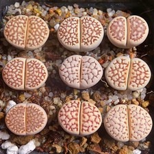 Lithops julii reticulata gebraucht kaufen  München