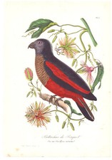 Gravure oiseau psittrichas d'occasion  Montargis