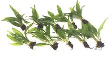 Java fern live for sale  PLYMOUTH