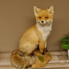 Fuchs rotfuchs sitzend gebraucht kaufen  Nagel