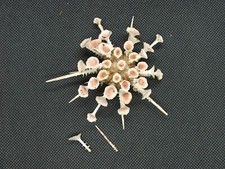 Specimen sea shell for sale  SCUNTHORPE