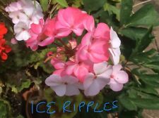 Seeds pelargonium ice for sale  WESTGATE-ON-SEA