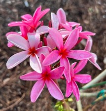 Plumeria exotic unrooted for sale  Loxahatchee