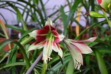Hippeastrum bukasovii seeds. usato  Bagnoregio