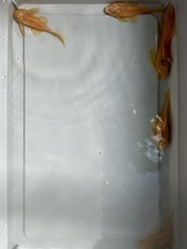 Proven breeding colony for sale  Spring Valley
