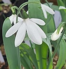Galanthus armstrong vigorous for sale  FISHGUARD