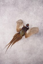 Ring necked pheasant for sale  Wrightstown