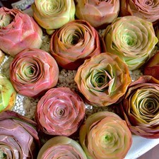 4pc succulent plant for sale  Syosset