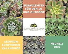 18xsukkulentenmix aeonium kala gebraucht kaufen  Wachtendonk
