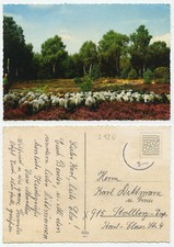 28909 schafherde lüneburger gebraucht kaufen  Berlin