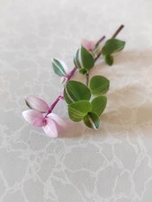 Rare callisia repens for sale  NOTTINGHAM