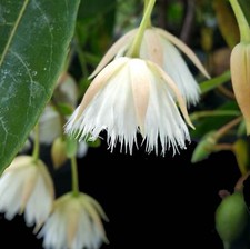 Fairy petticoat tropical for sale  Wauchula