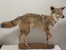Coyote taxidermy custom for sale  Prairieville