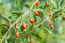 Boutures bio baies d'occasion  France