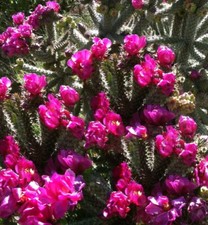 Opuntia winter hardy for sale  El Reno