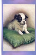 japanese spaniel for sale japanese spaniel for sale THETFORD