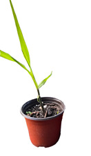 Sugar cane edible for sale  Modesto