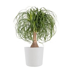 Ponytail palm elephants for sale  Middleton