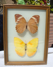 Vintage butterfly specimens for sale  Lebanon