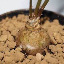 Talinum caffrum seeds for sale  GODALMING