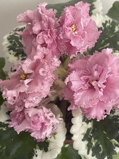 African violets freshly for sale  PETERBOROUGH