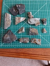 British fossil trilobite for sale  WHITCHURCH