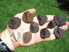Nice alligator scutes for sale  Tallahassee