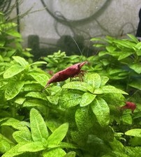 Extra red cherry for sale  Clute