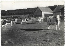 Maiche vaches paturage d'occasion  Toulon-