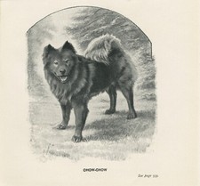 CHOW CHOW DOG LITTLE ANTIQUE 1900 DOG ART PRINT comprar usado  Enviando para Brazil