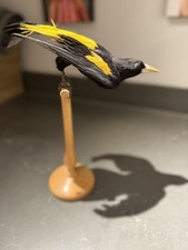 Yellow rumped cacique for sale  LONDON