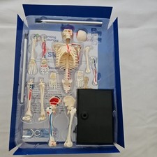 Learning resources skeleton for sale  BOGNOR REGIS