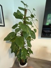 Efeutute epipremnum aureum gebraucht kaufen  Kirchdorf