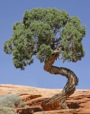 Samen bonsai utah gebraucht kaufen  Calw