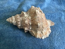 Trumpet horn bursa for sale  WORTHING