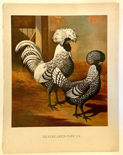 Color lithograph chickens for sale  Toms River