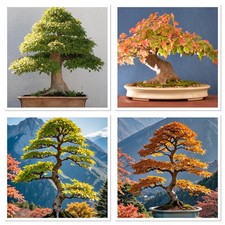 Japanese trident maple for sale Japanese trident maple for sale  GLOUCESTER