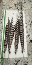 Lady amherst pheasant for sale  Christmas