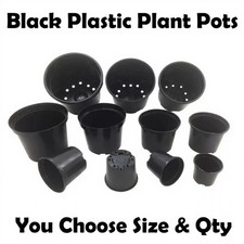 Commercial black plant for sale  UK