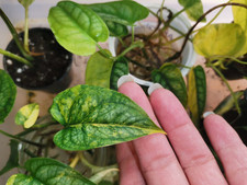 Monstera siltepecana aurea gebraucht kaufen  Berlin
