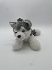 Aurora husky dog for sale  Waterbury