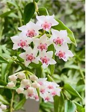 Hoya lancelota for sale  Ireland