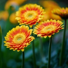 Gerbera sweet blaze for sale  LLANDYSUL