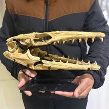 Crânio fóssil mosassauro super raro 100% original crânio mosassauro bebê 12,5 polegadas comprar usado  Enviando para Brazil