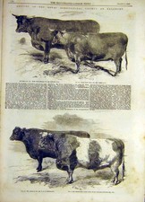 Old antique print for sale  UK