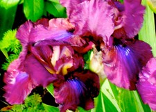 Intermediate irises called for sale  Lenox