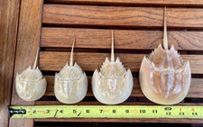 Lot horseshoe crab for sale  Bronx
