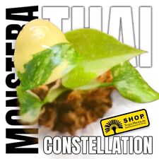 Monstera thai constellation gebraucht kaufen  Berlin