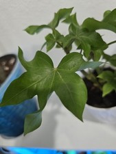 English ivy hedera for sale  Opa Locka